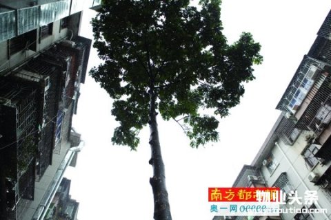 罗湖区5个小区开展试点自营式管理模式
