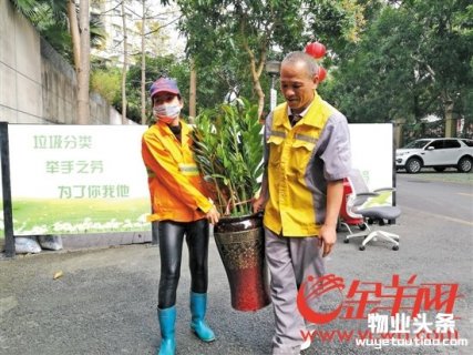 深圳全市小区物管设点收年花年桔 回收预约平台上线
