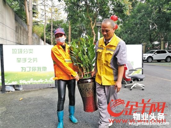 深圳全市小区物管设点收年花年桔 回收预约平台上线