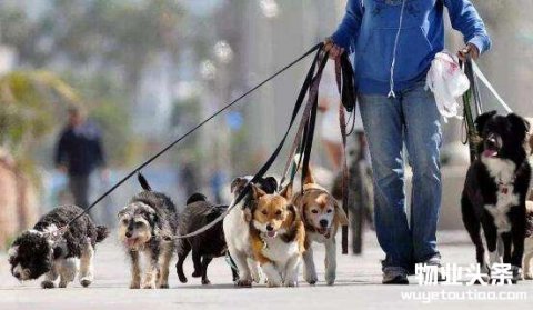 人民日报：坚守文明养犬的刚性规则
