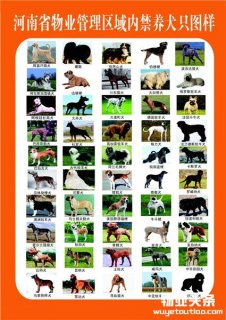 河南喜欢养狗的注意 这50类犬种在物业管理区内禁养